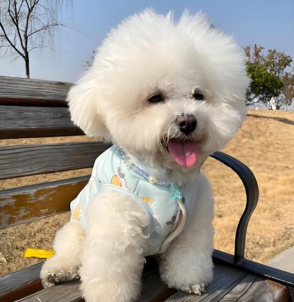 牛掌柜 比熊粘人像小尾巴，14个萌点让人爱不下来？