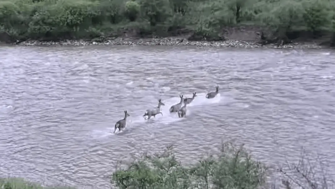 永旺配资端 四川色达发现一群西藏马鹿渡河，比雪豹更罕见，全球仅存千余头