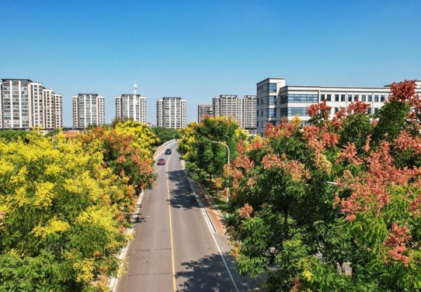 盈为国际 松江“流金溢彩”的浪漫栾树大道，藏不住了！